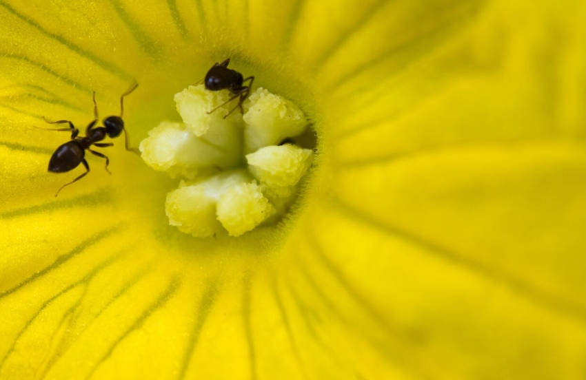 Ants on Pumpkin Flower 2